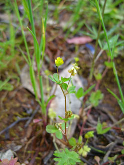 APII jpeg image of Trifolium dubium  © contact APII