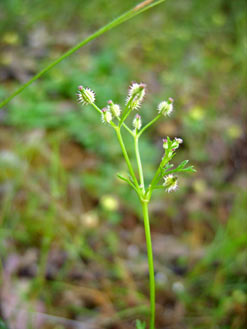 APII jpeg image of Daucus glochidiatus  © contact APII