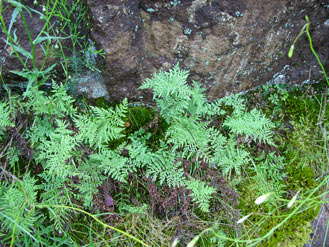 APII jpeg image of Cheilanthes sieberi  © contact APII