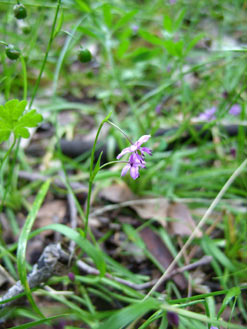 APII jpeg image of Arthropodium minus  © contact APII