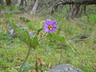 APII jpeg image of Solanum cinereum  © contact APII