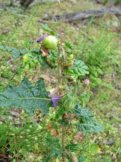 APII jpeg image of Solanum cinereum  © contact APII