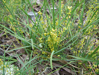 APII jpeg image of Lomandra filiformis  © contact APII