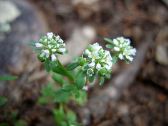 APII jpeg image of Poranthera microphylla  © contact APII