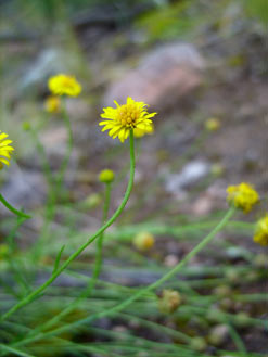 APII jpeg image of Calotis lappulacea  © contact APII