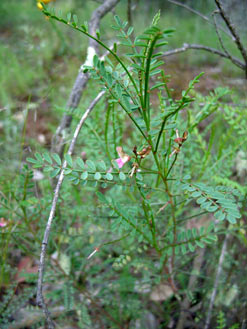 APII jpeg image of Indigofera adesmiifolia  © contact APII