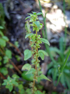 APII jpeg image of Parietaria debilis  © contact APII