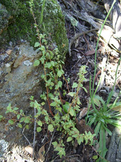 APII jpeg image of Parietaria debilis  © contact APII