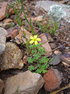 APII jpeg image of Oxalis radicosa  © contact APII