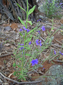 APII jpeg image of Dampiera lanceolata  © contact APII