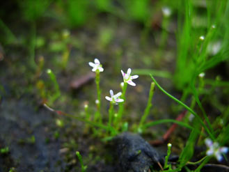 APII jpeg image of Stylidium despectum  © contact APII