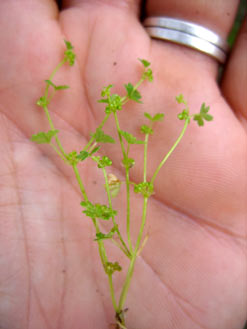 APII jpeg image of Hydrocotyle foveolata  © contact APII