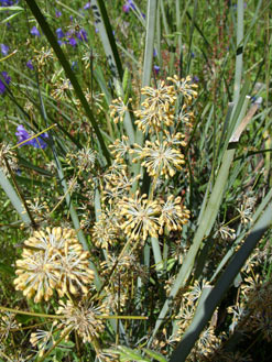 APII jpeg image of Lomandra multiflora  © contact APII