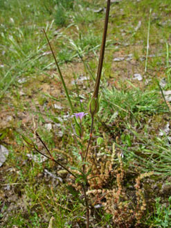 APII jpeg image of Erodium botrys  © contact APII