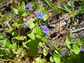 APII jpeg image of Lysimachia arvensis  © contact APII