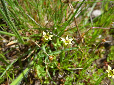 APII jpeg image of Sisyrinchium rosulatum  © contact APII