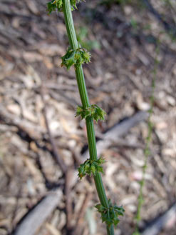 APII jpeg image of Rumex brownii  © contact APII