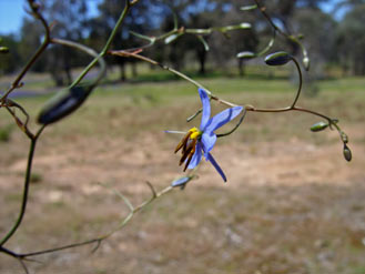 APII jpeg image of Dianella  © contact APII