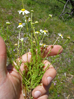 APII jpeg image of Brachyscome gracilis  © contact APII