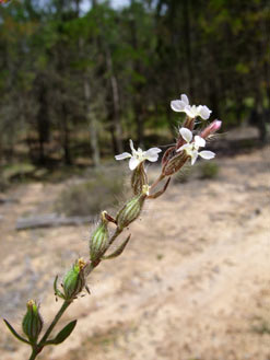 APII jpeg image of Silene gallica var. gallica  © contact APII