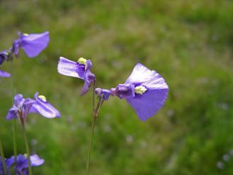 APII jpeg image of Utricularia dichotoma  © contact APII