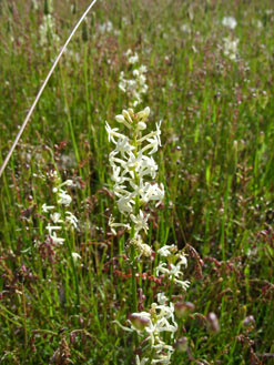 APII jpeg image of Stackhousia monogyna  © contact APII