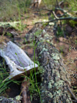 APII jpeg image of Wahlenbergia gracilis  © contact APII