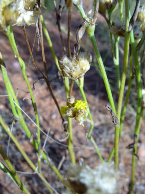 APII jpeg image of Rhodanthe charsleyae  © contact APII