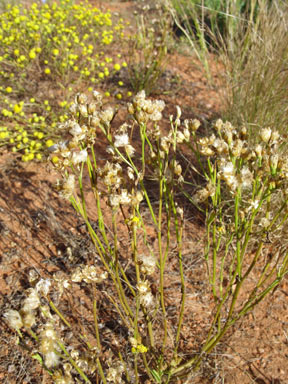 APII jpeg image of Rhodanthe charsleyae  © contact APII