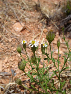 APII jpeg image of Vittadinia eremaea  © contact APII