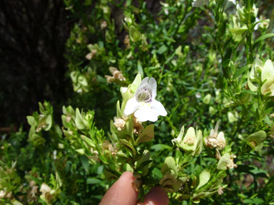 APII jpeg image of Prostanthera striatiflora  © contact APII