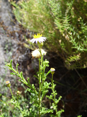 APII jpeg image of Olearia stuartii  © contact APII