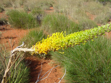 APII jpeg image of Grevillea eriostachya  © contact APII