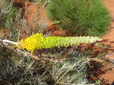 APII jpeg image of Grevillea eriostachya  © contact APII