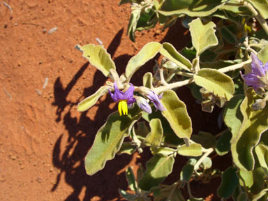 APII jpeg image of Solanum centrale  © contact APII