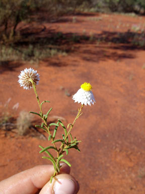 APII jpeg image of Leucochrysum fitzgibbonii  © contact APII