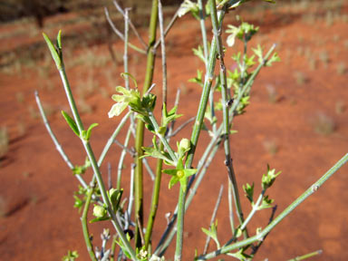 APII jpeg image of Spartothamnella teucriiflora  © contact APII