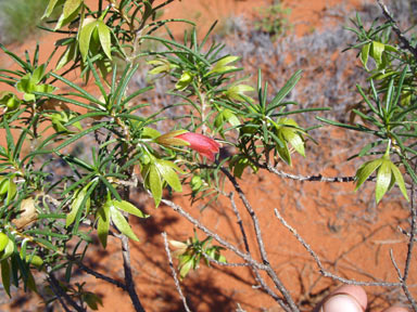 APII jpeg image of Eremophila latrobei  © contact APII