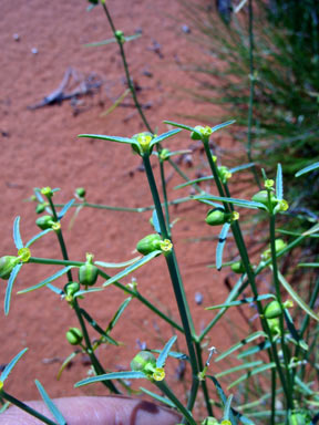 APII jpeg image of Euphorbia tannensis  © contact APII