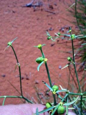 APII jpeg image of Euphorbia tannensis  © contact APII