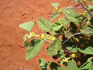 APII jpeg image of Androcalva loxophylla  © contact APII