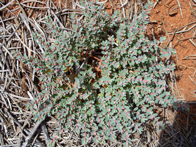 APII jpeg image of Euphorbia drummondii  © contact APII