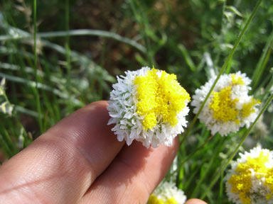 APII jpeg image of Polycalymma stuartii  © contact APII