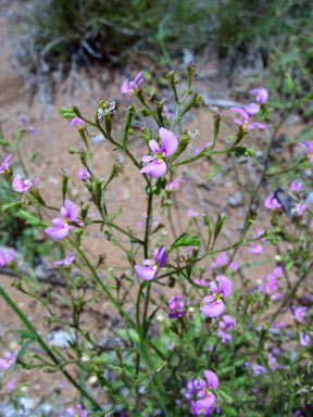 APII jpeg image of Stylidium inaequipetalum  © contact APII