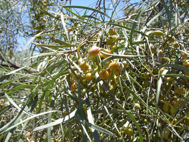 APII jpeg image of Acacia sericophylla  © contact APII