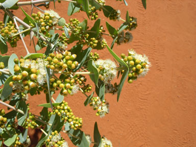 APII jpeg image of Eucalyptus gamophylla  © contact APII