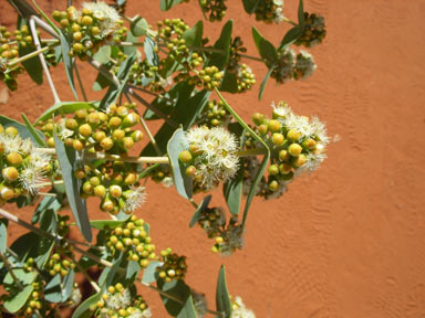 APII jpeg image of Eucalyptus gamophylla  © contact APII