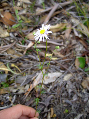 APII jpeg image of Brachyscome iberidifolia  © contact APII