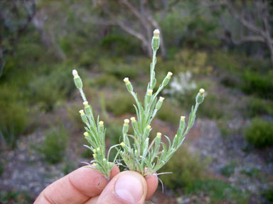 APII jpeg image of Millotia tenuifolia  © contact APII