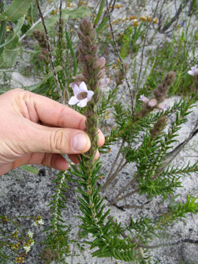 APII jpeg image of Hemiphora bartlingii  © contact APII